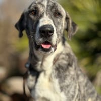 MARTHA (Maria), chienne à adopter