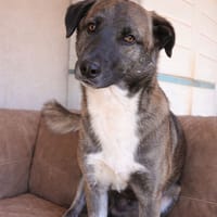 THOR (101 Huellas), chien à adopter