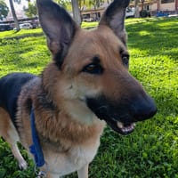 DIANA (union animal), chienne à adopter