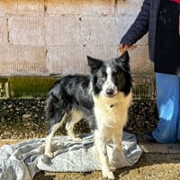 LOTUS, chien à adopter