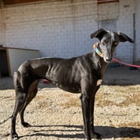 ALBA, chienne à adopter