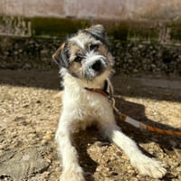 CURLY, chienne à adopter