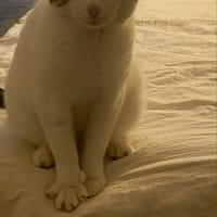 Nino, chat à adopter