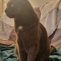 Socrate, chat à adopter