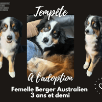 Tempête, chienne à adopter