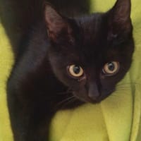 Nuka, kotka do adopcji