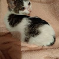 Brukselka, kotka do adopcji