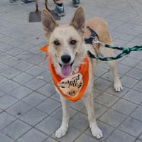 Matea, perra en adopción