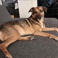 🐾🫶Cathy🫶🐾, Hündin zur Adoption