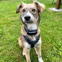 💙 Lieber Junghund Diesel sucht dich! 🐾, Hund zur Adoption