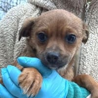 ANTONIA braucht ein liebevolles Zuhause, Hündin zur Adoption