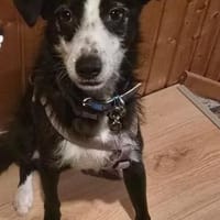 Unsicherer Sadik sucht erfahrenes Heim, Hund zur Adoption