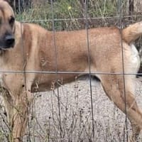 Creo sucht sein Traumzuhause, Hund zur Adoption
