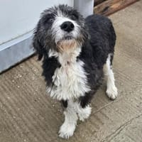 Zora ❤ mit großem Herz, Hündin zur Adoption