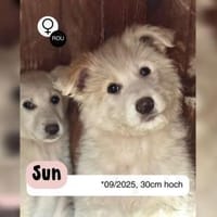Zuckersüßer Welpe - SUN, Hündin zur Adoption