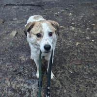 Nelly sucht Dich, Hündin zur Adoption