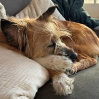 🐶Toller Rupert sucht Dich🐶, Hund zur Adoption