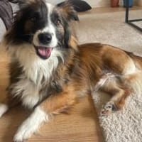 Wusel sucht seine zweite Chance!, Hund zur Adoption