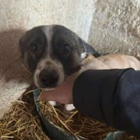 🐾❤ PAUL, ca. 3 Jahre, ca. 35/38 cm, Hund zur Adoption