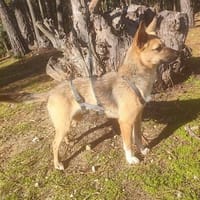 Umbra ❤ Lebensfreude auf 4 Pfoten, Hündin zur Adoption