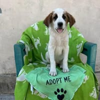 Lancelot - unser kleiner Ritter, Hund zur Adoption