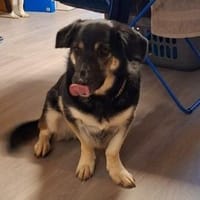 🐶💧 Liebe Hündin Sora 💧🐶, Hündin zur Adoption