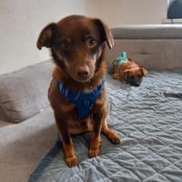 Zauberhafter Mogli sucht sein Zuhause, Hund zur Adoption