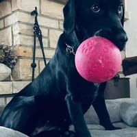 MIRELLA - eine schwarze Schönheit, Hündin zur Adoption