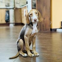 Rudolph einfach nur toll, Hund zur Adoption