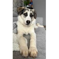 Youma - wartet in 90547 Stein, Hündin zur Adoption