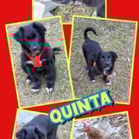 Welpenmädchen Quinta auf PS in 91286, Hündin zur Adoption