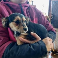 🐾 Welpe Helga sucht sein Zuhause 🐾, Hund zur Adoption