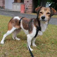 Hedda- eine zarte Hundeseele...., Hündin zur Adoption