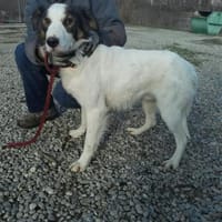 Ponyo - hübscher Jungrüde, Hund zur Adoption