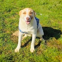 Zita eine wunderschöne Labbymixhündin, Hündin zur Adoption