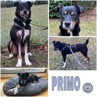 PRIMO -unkomplizierter Familienhund-, Hund zur Adoption