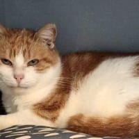 Ragu sucht ruhiges Zuhause, Kater zur Adoption
