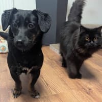 Süße Lea🌺sucht Kuschelflat, Hündin zur Adoption