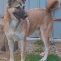 DJAMIL ab jetzt auf PS in 65... Villmar, Hund zur Adoption