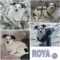 ROYA -super lieb, zutraulich & offen-, Hündin zur Adoption
