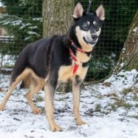 Tyron, Hund zur Adoption