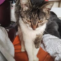 Sophie sucht ihre Menschen, Katze zur Adoption