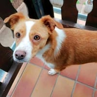 CALISSY möchte noch so viel lernen...., Hündin zur Adoption