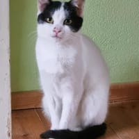 Zuckermäuse suchen Zuhause m. Garten, Katze zur Adoption