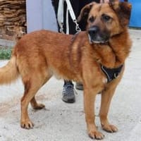 Buiscuit sucht seinen Heimathafen, Hund zur Adoption