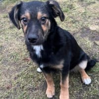 Der süße Timmy💙sucht seine Familie, Hund zur Adoption