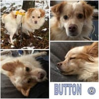 BUTTON -Kleiner, verschmuster Wirbelwind, Hund zur Adoption