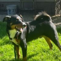 Amadeus ein kleinerer  Appenzeller, Hund zur Adoption