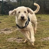 Olivia ❤ sucht dringend Einzelplatz!!!, Hündin zur Adoption