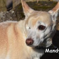 MANDY, Hündin zur Adoption